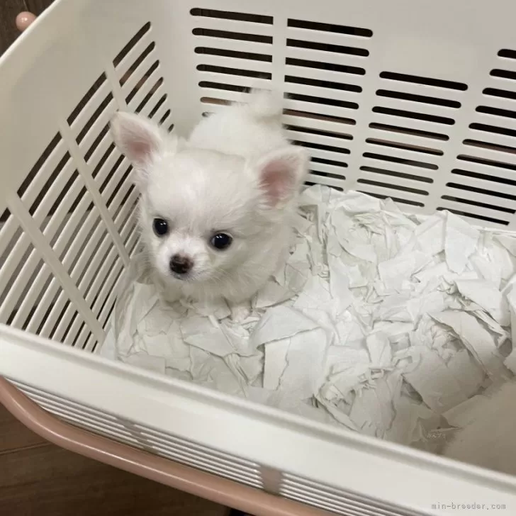 ID：2508-05056の子犬