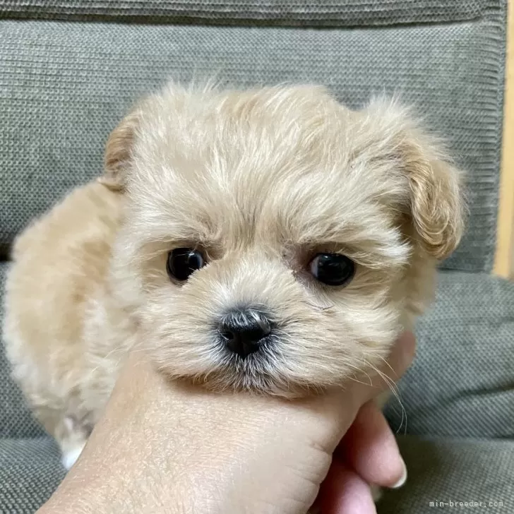 ID：2504-00624の子犬