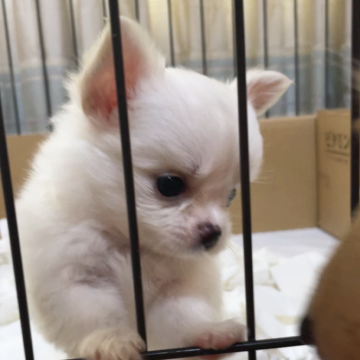チワワ(ロング)【東京都・女の子・2025年6月5日・クリーム&ホワイト】の写真「アメチャン直子！極小な抜群にかわいい子🎀」