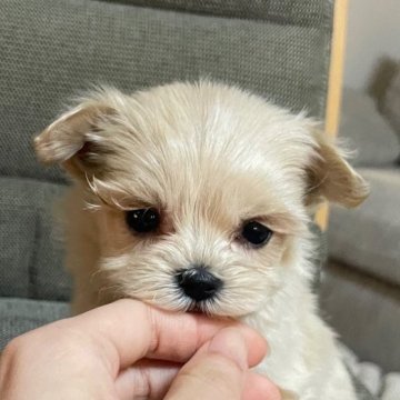 マルプー(マルチーズ×トイプードル)【東京都・男の子・2025年5月3日・アプリコット】の写真「極小で目の大きい子です！」