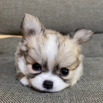 チワワ(ロング)【東京都・男の子・2025年6月5日・フォーン&ホワイト】の写真「アメチャン直子！小柄で申し分ない可愛さ🩵」