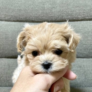 マルプー(マルチーズ×トイプードル)【東京都・女の子・2025年2月15日・アプリコット】の写真「お顔のとても可愛い女の子♡４月１７日まで」