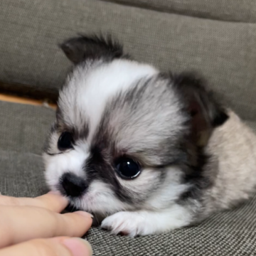 チワワ(ロング)【東京都・男の子・2025年6月5日・フォーン&ホワイト】の写真「アメチャン直子！愛嬌たっぷり可愛いお顔の男の子🏅」