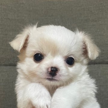 チワワ(ロング)【東京都・女の子・2025年6月5日・クリーム&ホワイト】の写真「アメチャン直子！ふわふわ美人な女の子🎀」