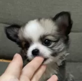 チワワ(ロング)