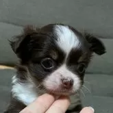 チワワ(ロング)