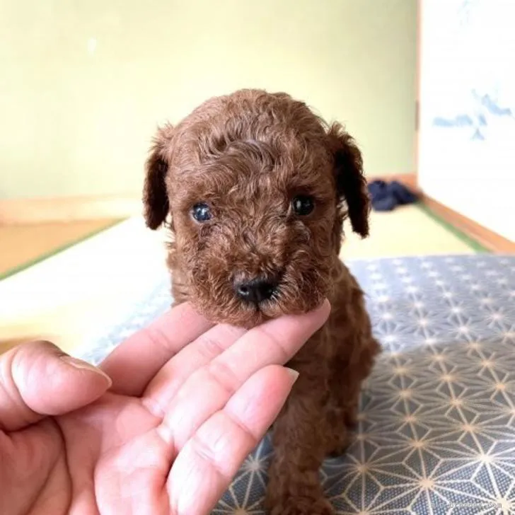 ID：2206-00204の子犬