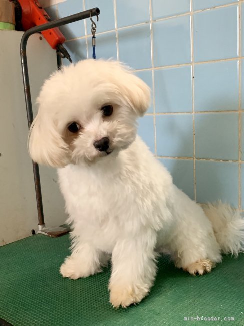 マルチーズ【・男の子・2020年2月25日・ホワイト】「無駄吠えの少ない人懐こい男の子です♪(」