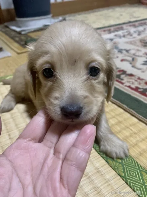 ID：2110-03790の子犬