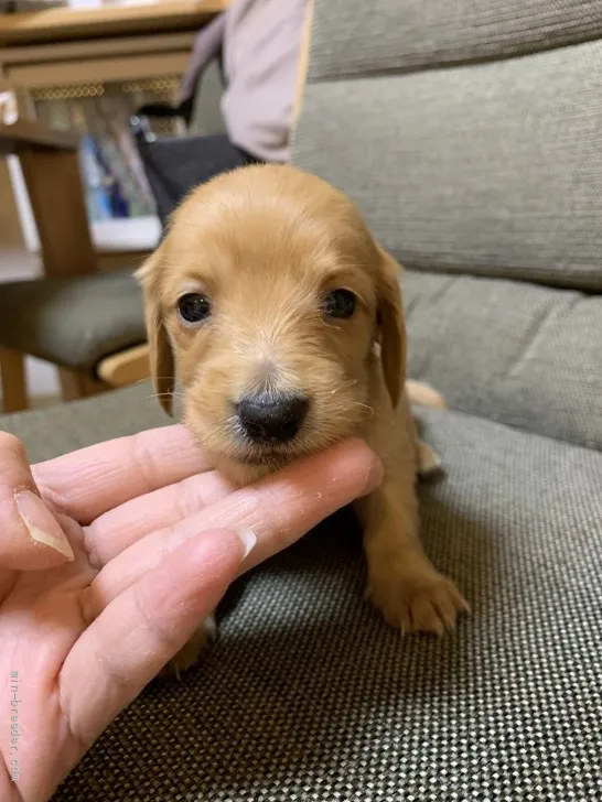 ID：2112-02845の子犬