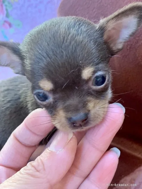 ID：2201-00157の子犬