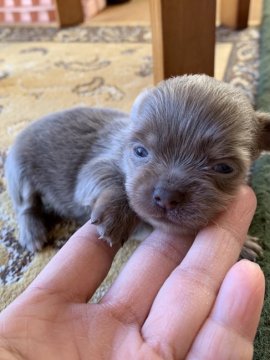 チワワ(ロング)【東京都・女の子・2021年11月24日・ブルータン・イザベラタン】の写真「レアカラーの可愛い女の子♡」