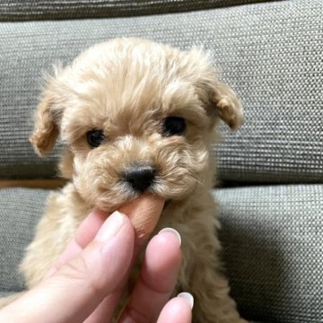 マルプー(マルチーズ✖️トイプードル)【東京都・女の子・2022年12月3日・アプリコット】の写真「小さな女の子♡」