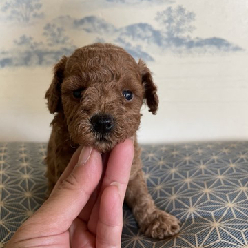 トイプードル(トイ)【東京都・女の子・2022年4月21日・レッド】の写真「♡可愛いレッドの女の子♡」