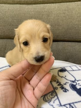 カニンヘンダックスフンド(ロング)【東京都・女の子・2021年12月1日・イエロー】の写真「人気のイエロー系の女の子♪」