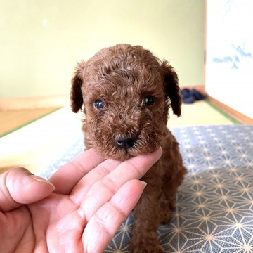 トイプードル(トイ)【東京都・男の子・2022年4月21日・レッド】の写真「♡綺麗なレッドの可愛い男の子♡」