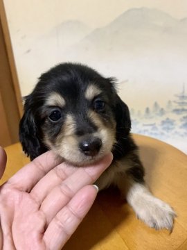 カニンヘンダックスフンド(ロング)【東京都・男の子・2021年9月30日・ブラックイエロー】の写真「良血統の小ぶりなブラックイエローの男の子♡」