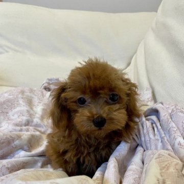 トイプードル(ティーカップ)【東京都・女の子・2023年4月27日・レッド】の写真「優しいお顔の女の子♡」