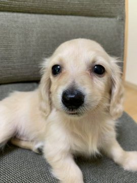 カニンヘンダックスフンド(ロング)【東京都・女の子・2022年1月12日・イエロー】の写真「大きな瞳が可愛いピュアイエローの女の子♡」