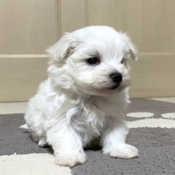 マルチーズ【東京都・男の子・2023年1月26日・ホワイト】の写真「とても大人しい子です！ご見学は26日(日)までです」