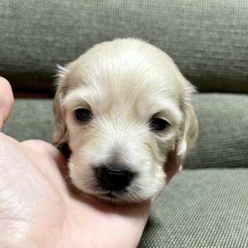 カニンヘンダックスフンド(ロング)【東京都・女の子・2023年1月25日・イエロー】の写真「おっとり可愛い女の子です！」