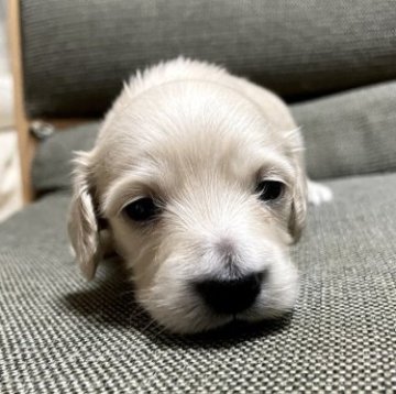 カニンヘンダックスフンド(ロング)【東京都・女の子・2023年1月25日・イエロー】の写真「目のまんまるで美人な女の子です♡」