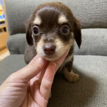 チワワ✖️カニンヘンダックス【東京都・男の子・2022年10月27日・チョコクリーム】の写真「お目目クリクリ✨チョコクリームの可愛い男の子♡」