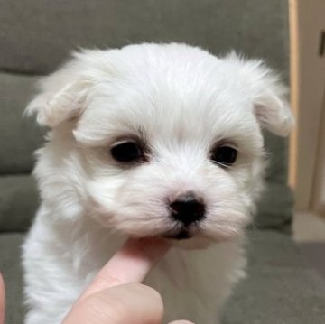 マルチーズ【東京都・女の子・2023年1月26日・ホワイト】の写真「とても可愛いです♡両親遺伝子クリアです！」