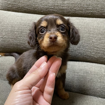 チワックス(チワワ✖️カニンヘンダックス)【東京都・女の子・2022年10月27日・チョコタン】の写真「人間大好き🎵チョコタンの女の子♡」