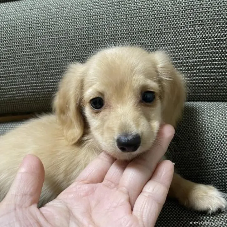 ID：2209-03359の子犬