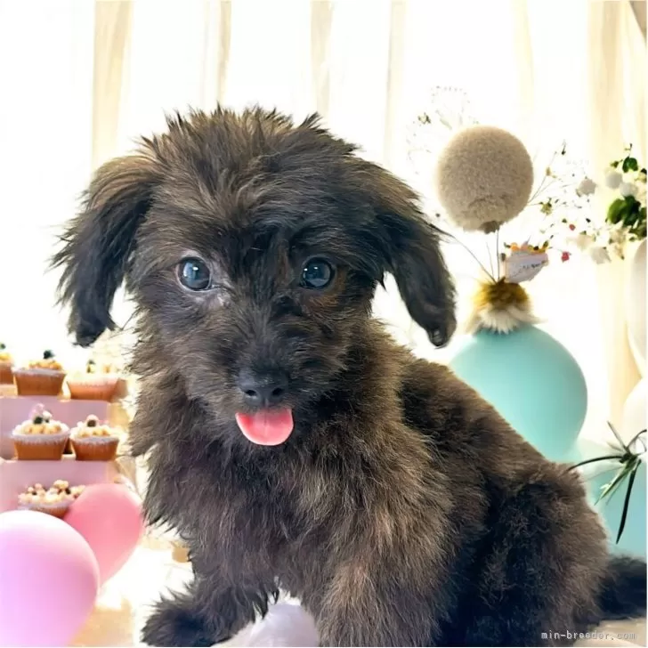 ID：2504-01780の子犬