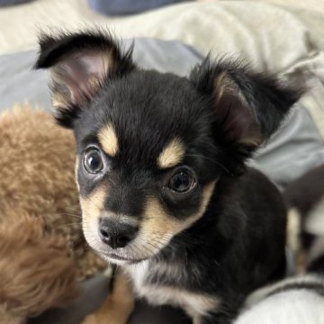 チワワ(ロング)【千葉県・男の子・2025年2月9日・ブラック&タン】の写真「おっとりした大きな男の子🐶💓」