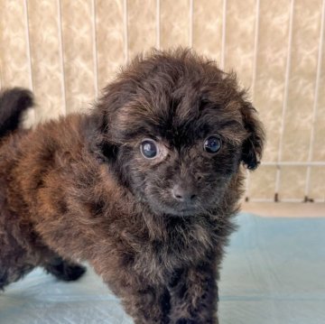 ミックス(トイプードル×ミックス)【千葉県・女の子・2025年5月23日・ブラック&ホワイト】の写真「ムチムチ可愛いチワポメプー💓🐶」