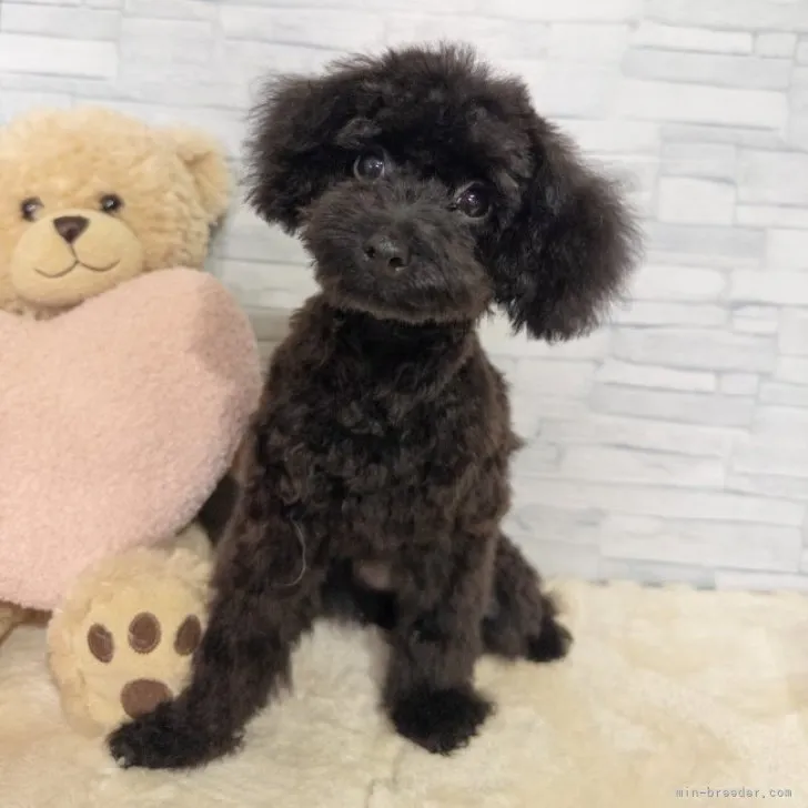 ID:2303-01121の子犬