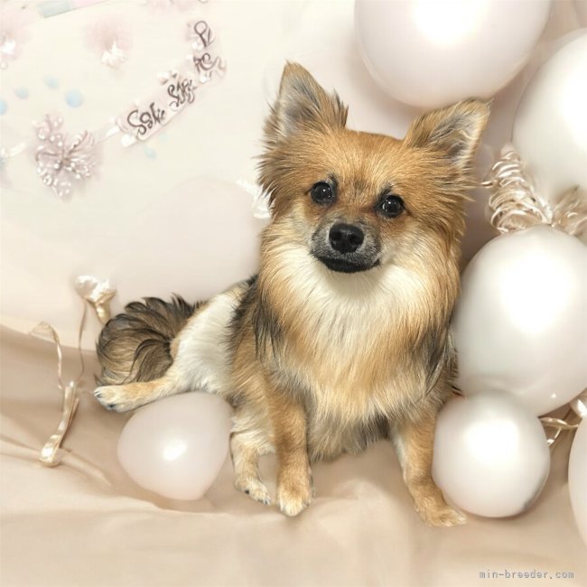 チワワ×ポメラニアン【・女の子・2024年6月29日・フォーン】