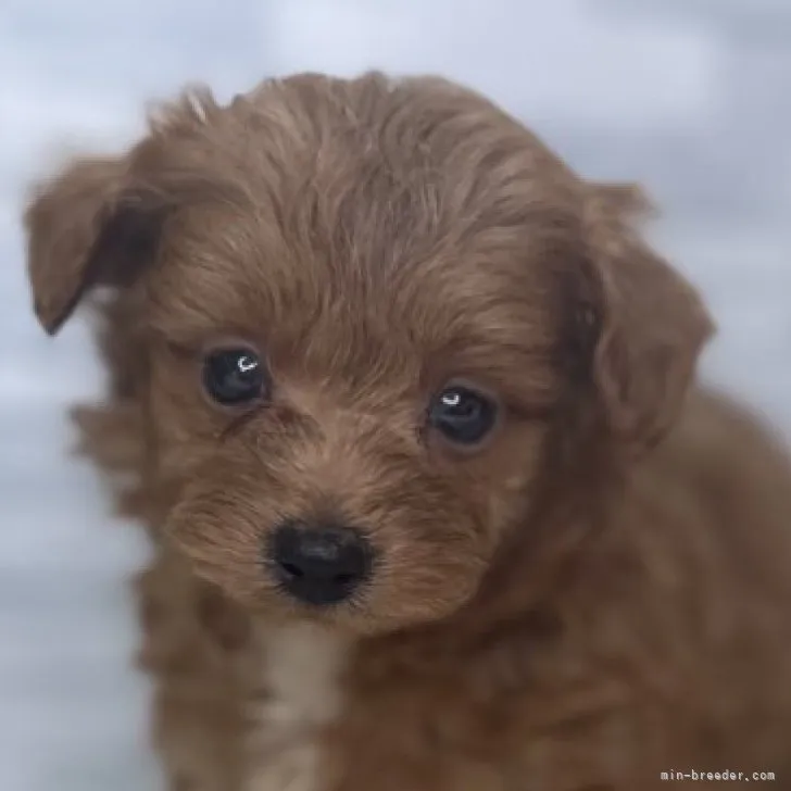 00000 様のお迎えした子犬