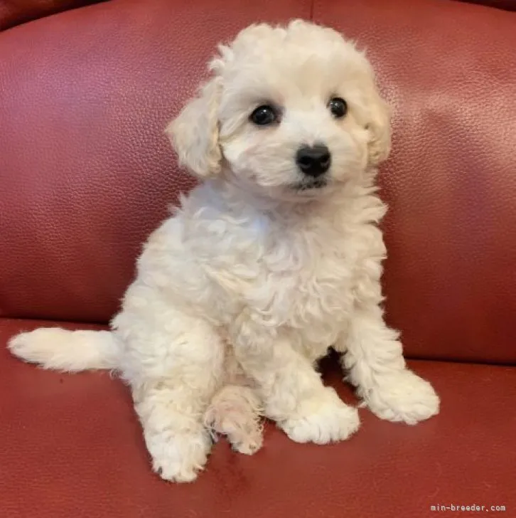 ID：2303-01705の子犬