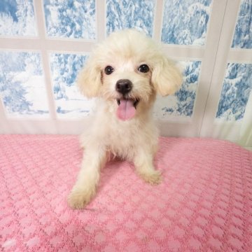 マルプー【千葉県・男の子・2023年1月15日・クリーム】の写真「6/19  写真更新✨」