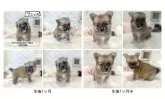 ポメチワ(ポメラニアン×チワワ)【千葉県・男の子・2024年6月29日・セーブル】の写真5「左7/28右8/10」