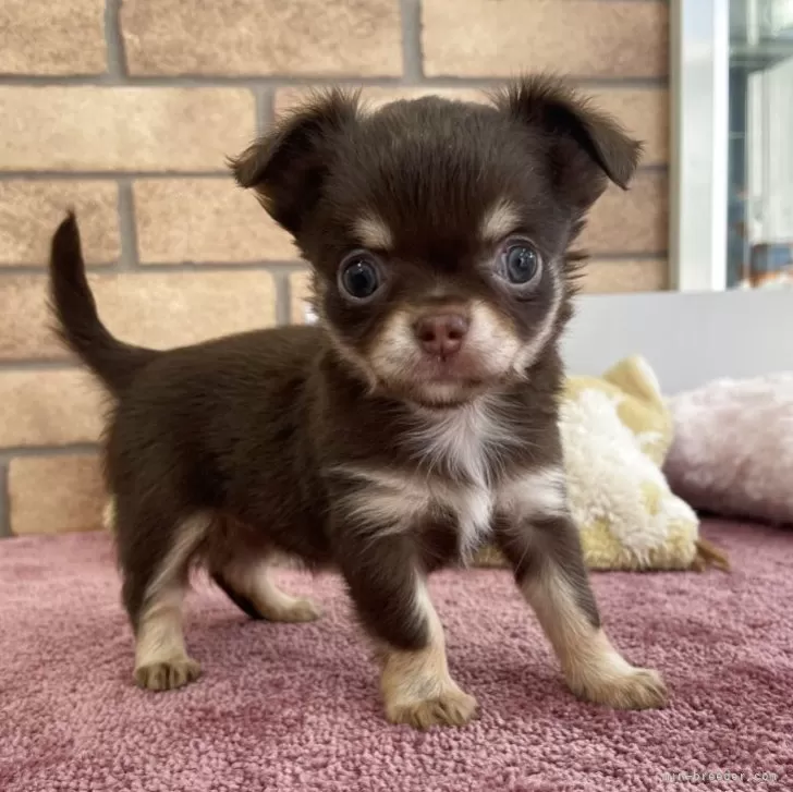 K.T 様のお迎えした子犬