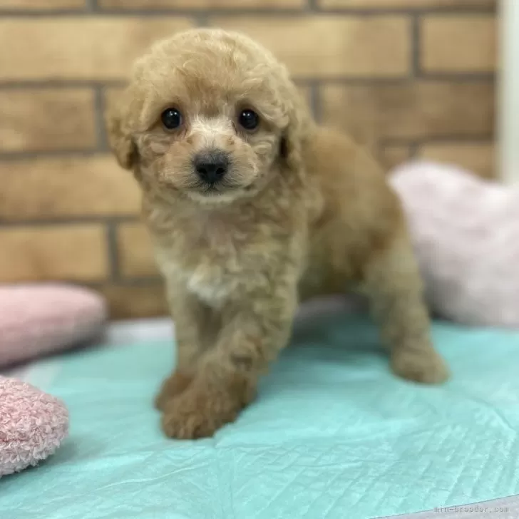 ID:2501-00841の子犬