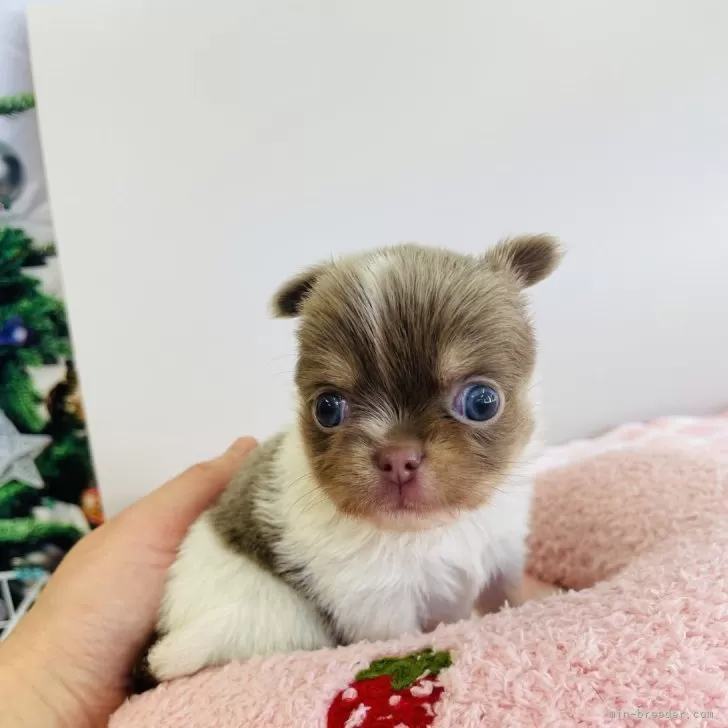 ID:2412-00418の子犬