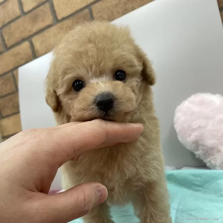 ID:2501-00859の子犬