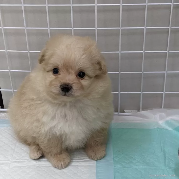 S.N 様のお迎えした子犬