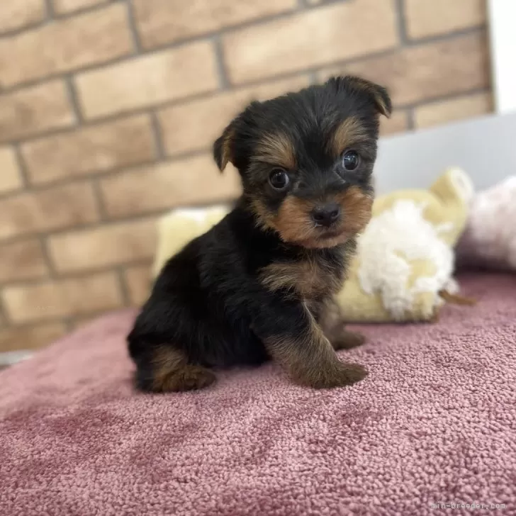 ID:2506-04436の子犬