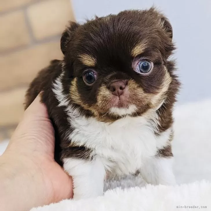 ID:2411-02326の子犬
