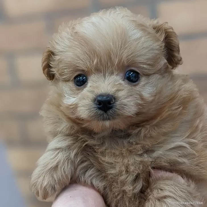 プチ 様のお迎えした子犬