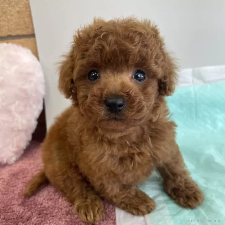 dicek29721 様のお迎えした子犬