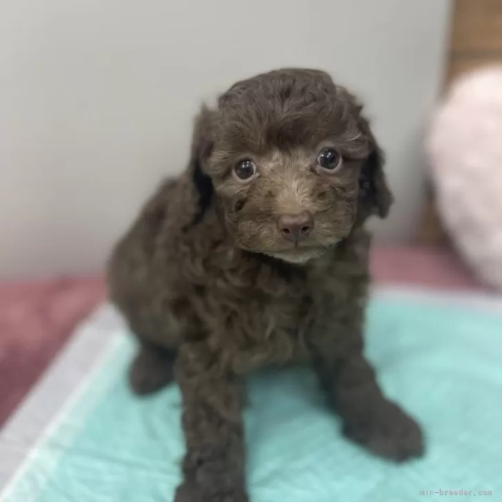 ID:2503-00715の子犬