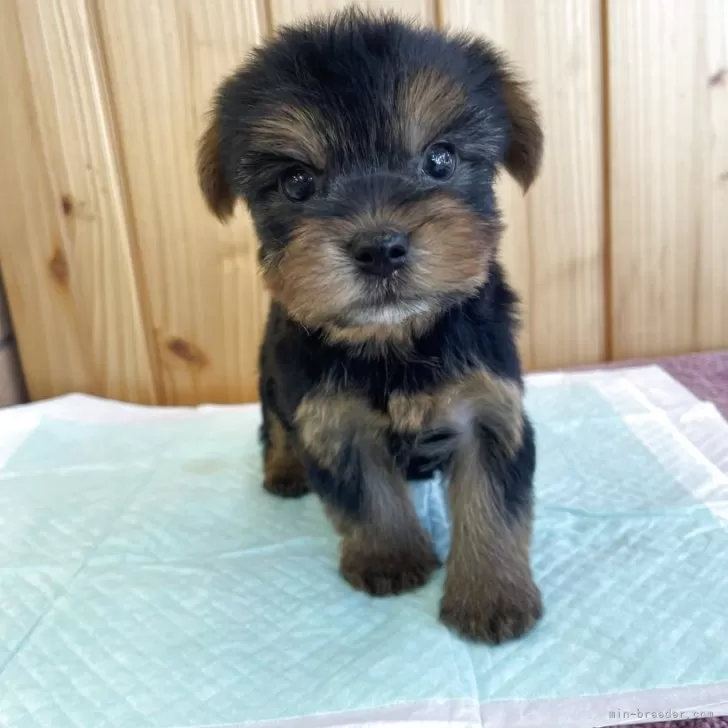 ID：2510-08294の子犬